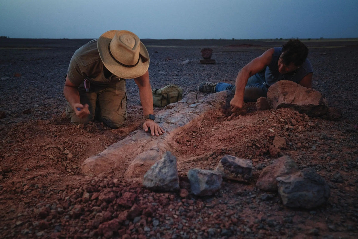 National Geographic Story: Sahara Dinosaurs