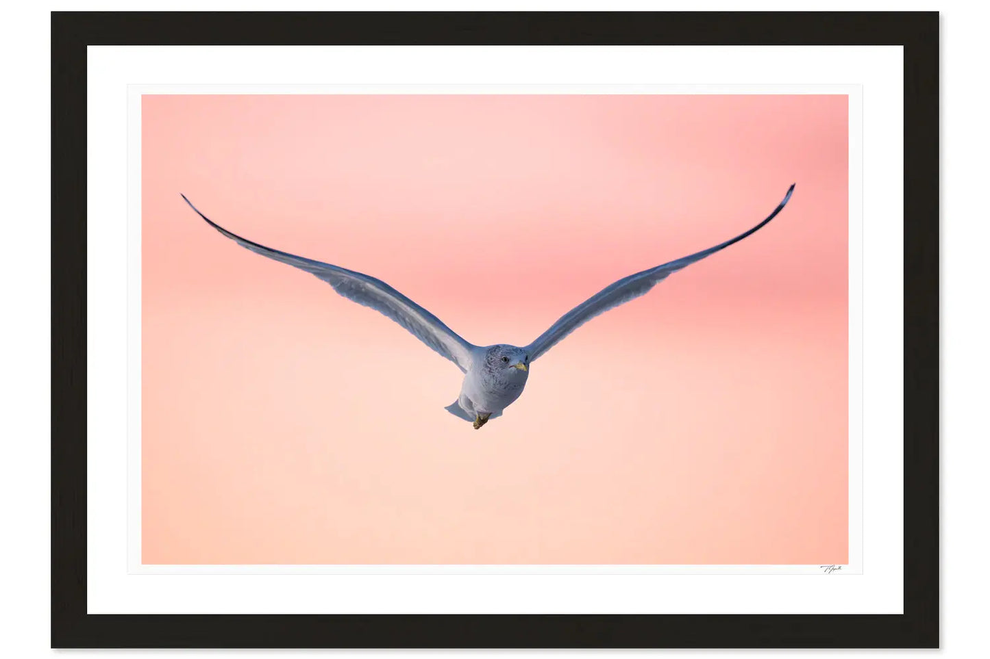 Spring Seagull My Store