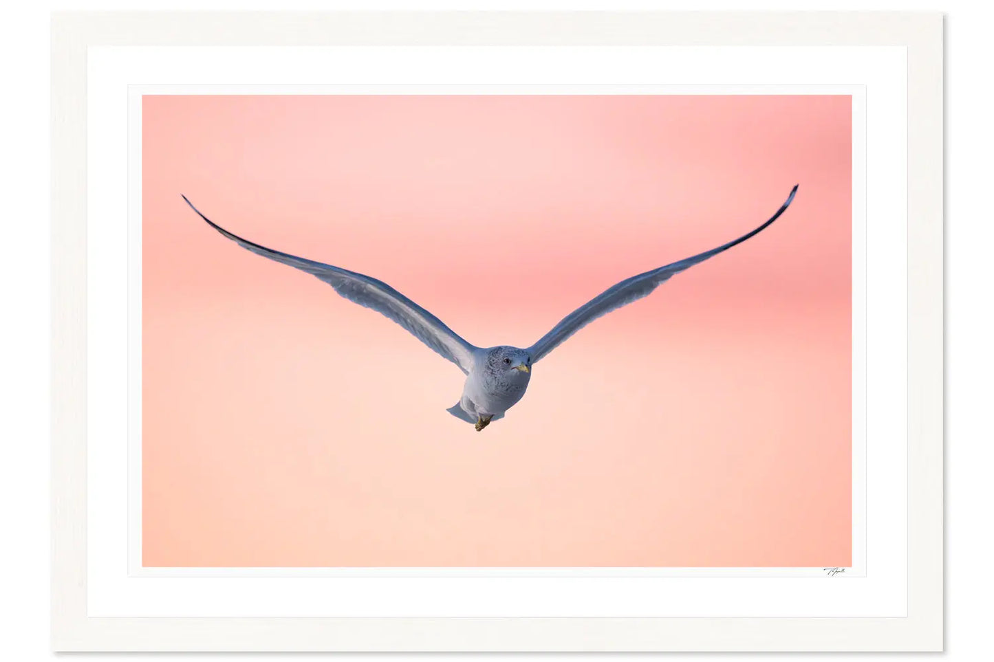 Spring Seagull My Store