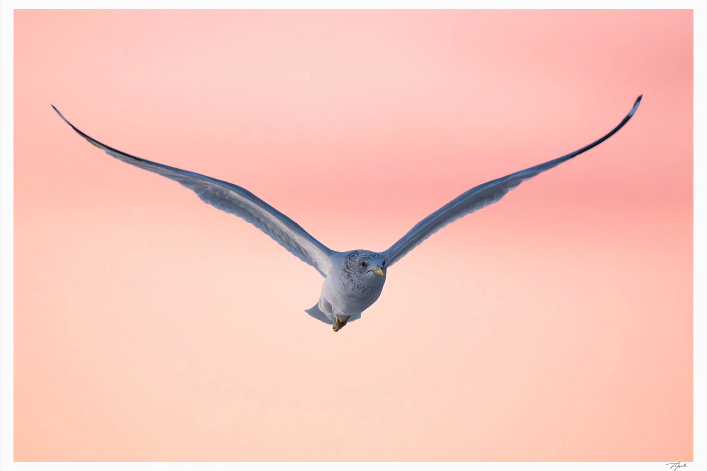 Spring Seagull My Store