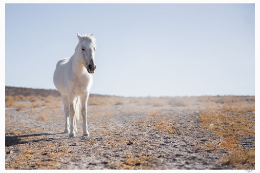 White Horse