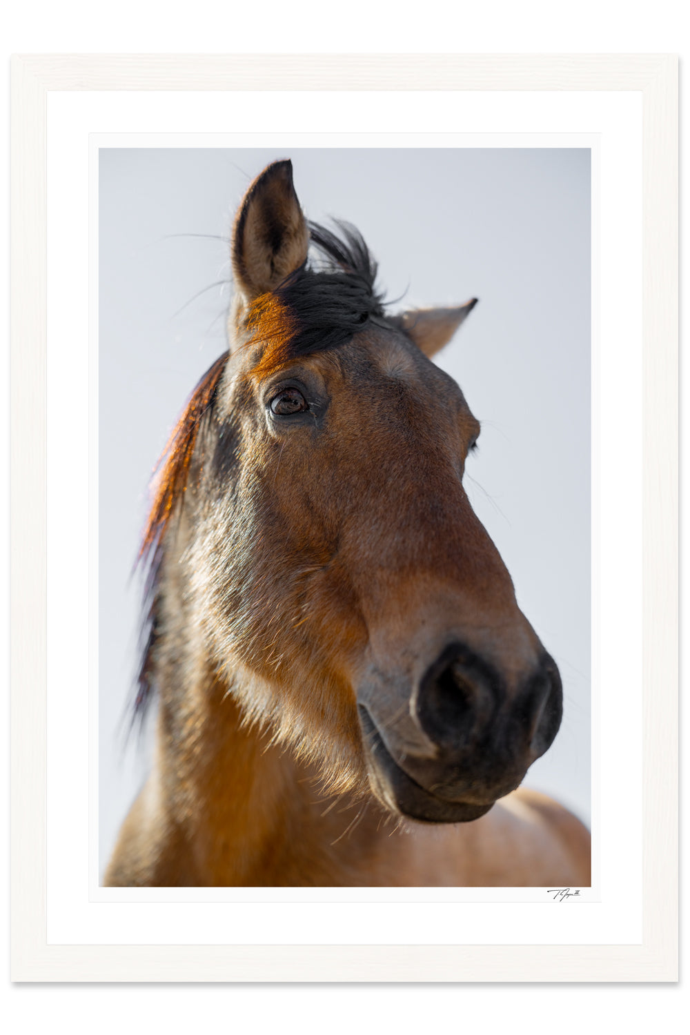 Wild Mustang