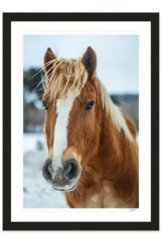 Horse Hair - Tommy Joyce