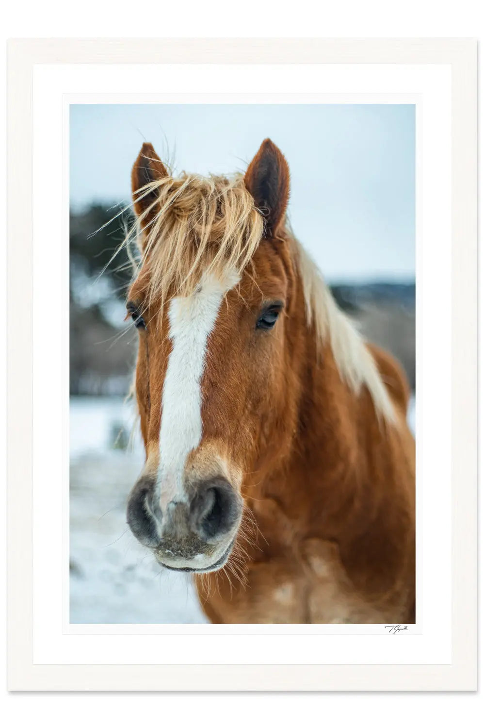 Horse Hair - Tommy Joyce