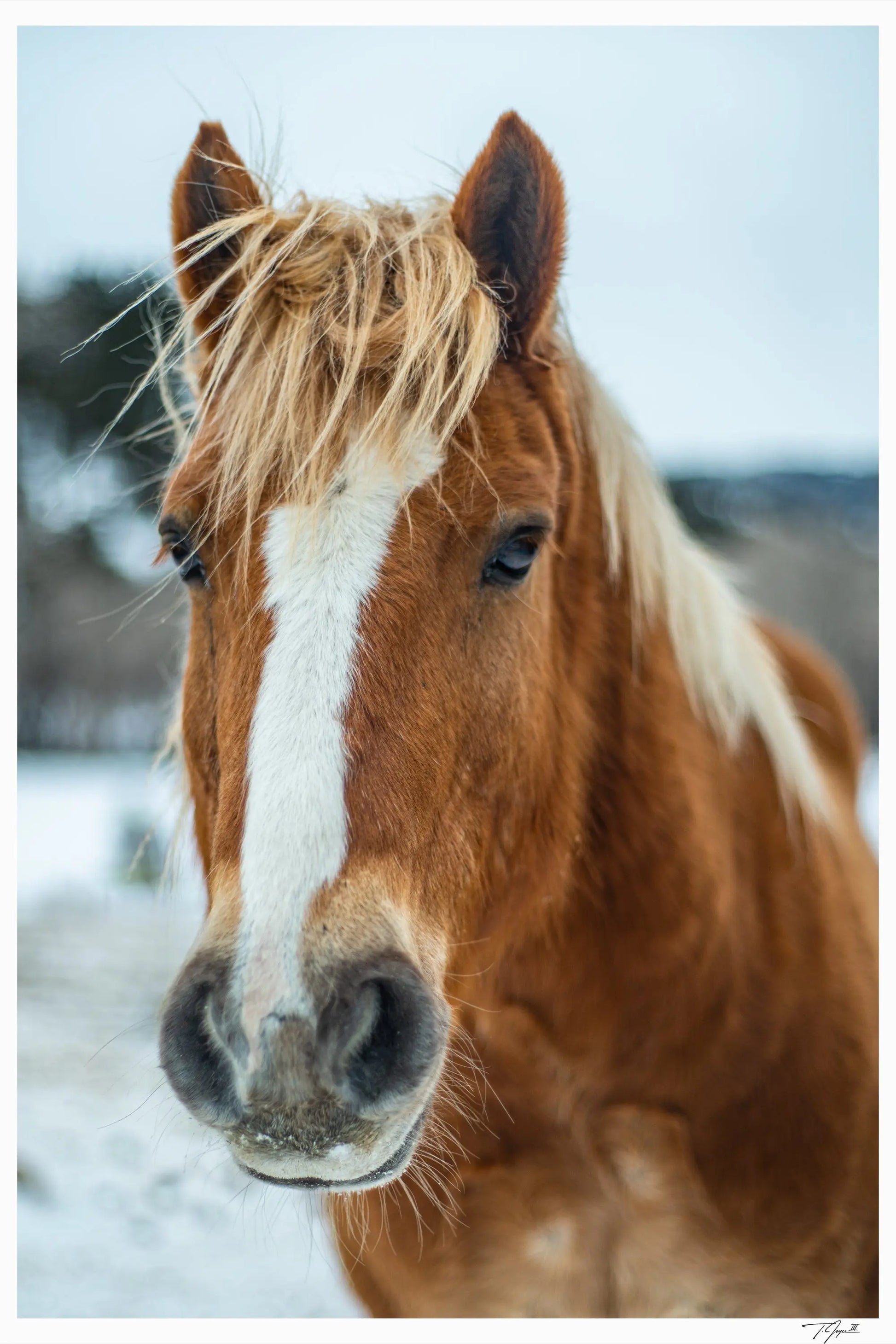 Horse Hair - Tommy Joyce