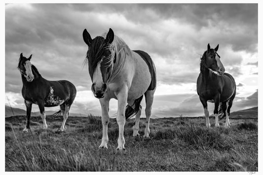 Patagonian Stallions