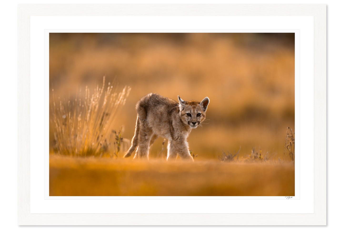 First Steps