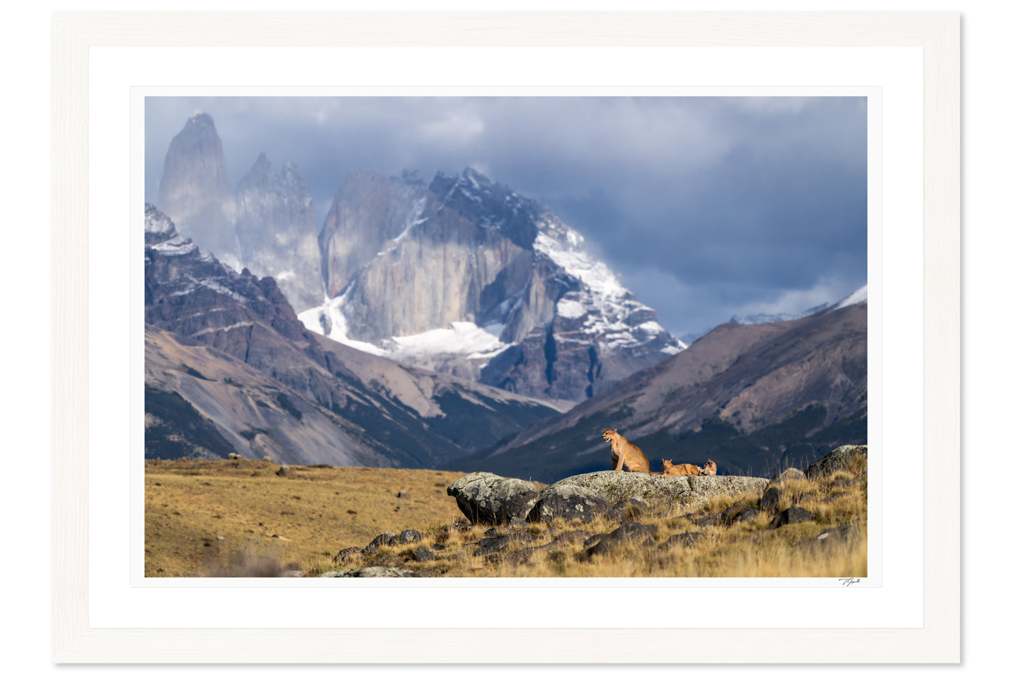 Pride of Patagonia