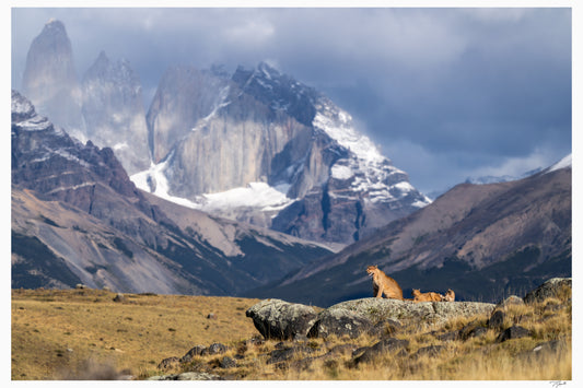 Pride of Patagonia
