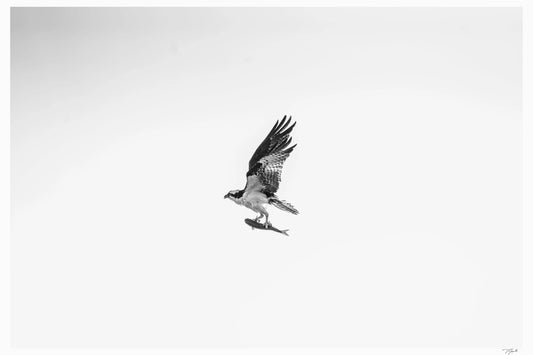 Fast Food - Tommy Joyce