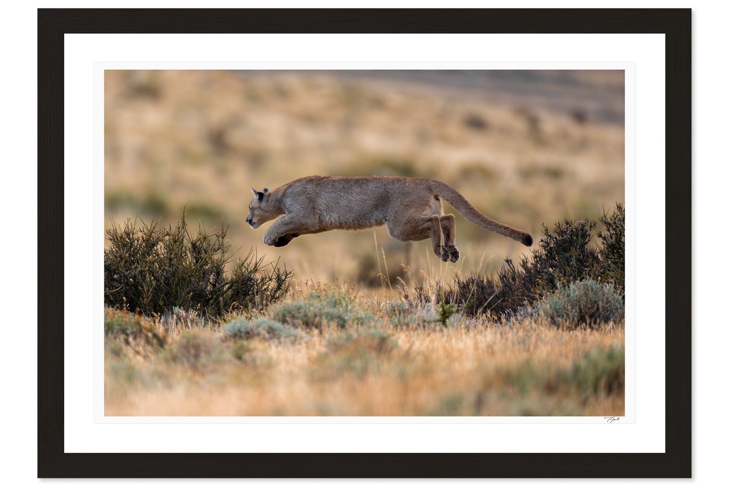 Elusive Leap