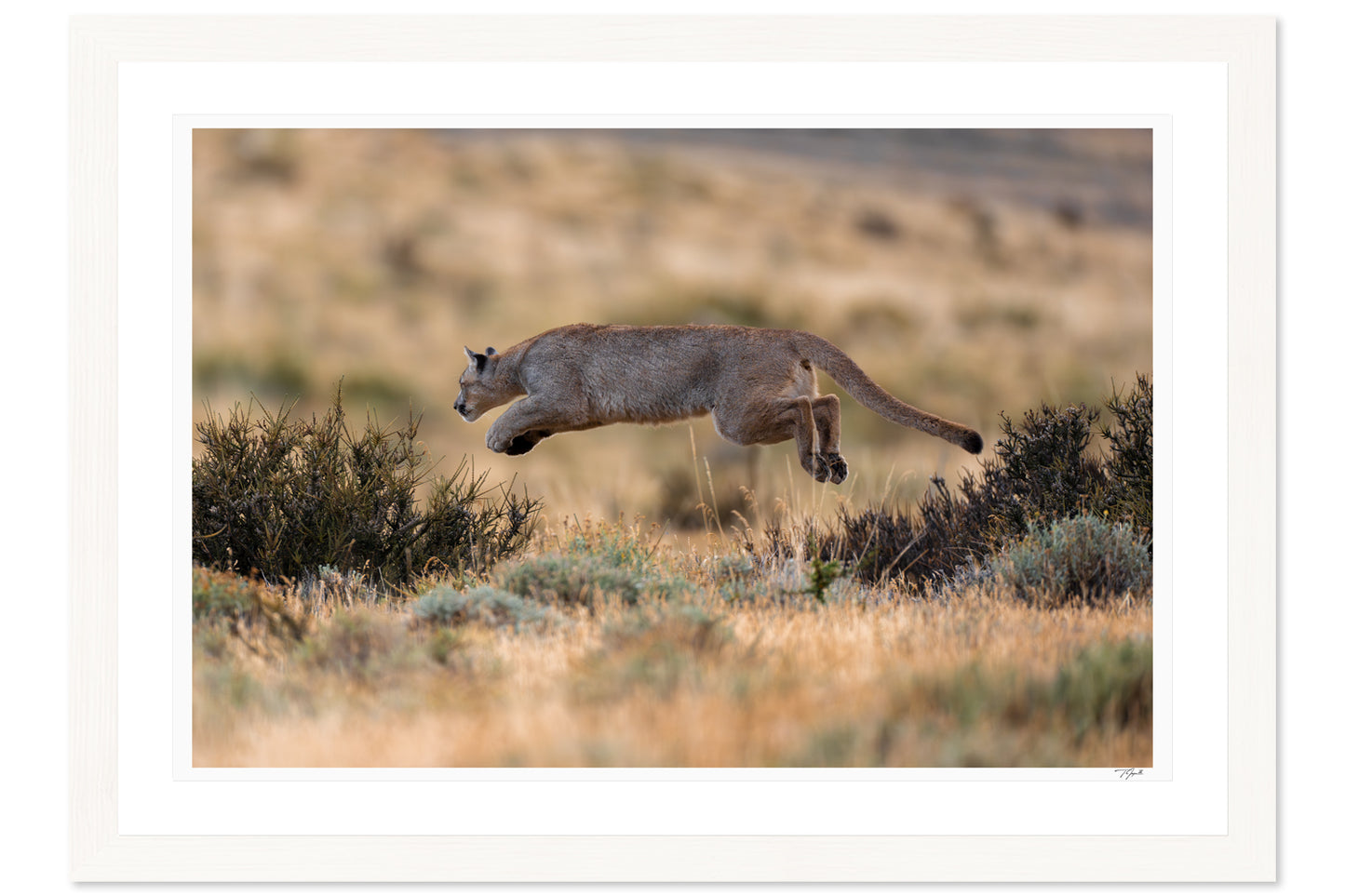 Elusive Leap