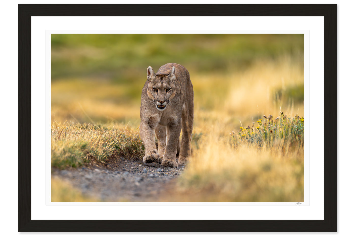 Puma Prowl