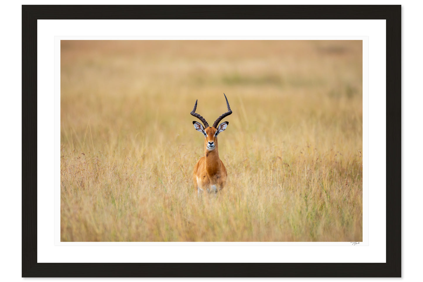Antelope Anxiety