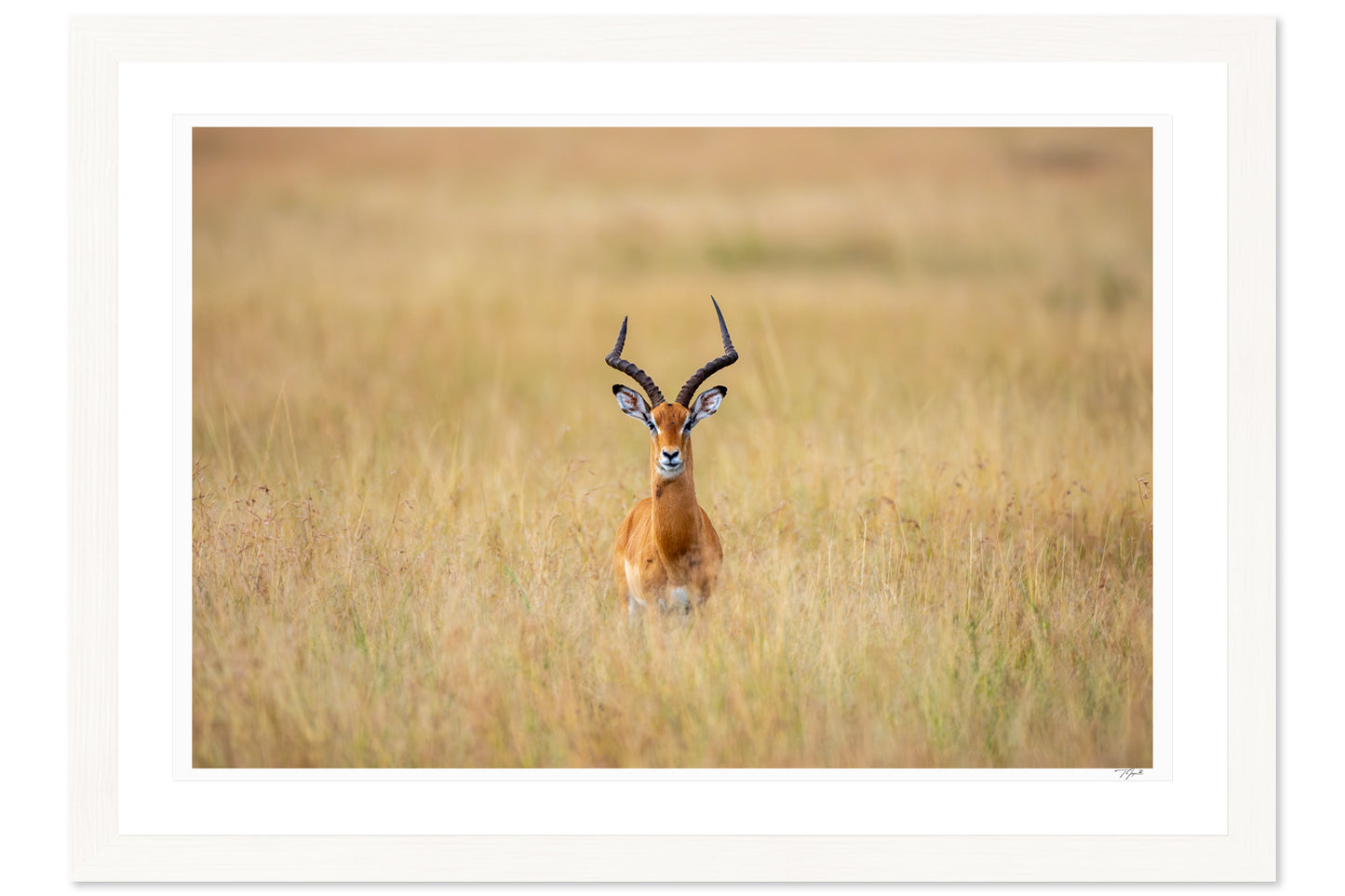 Antelope Anxiety