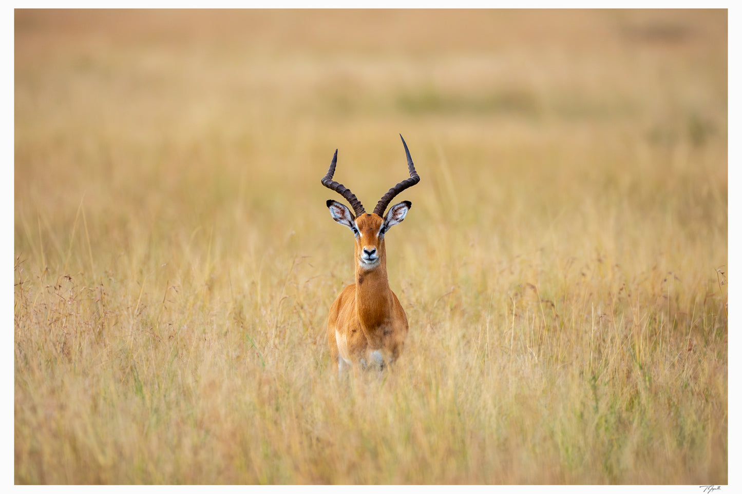 Antelope Anxiety
