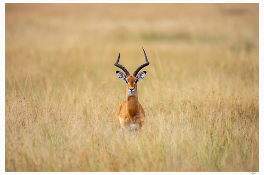 Antelope Anxiety