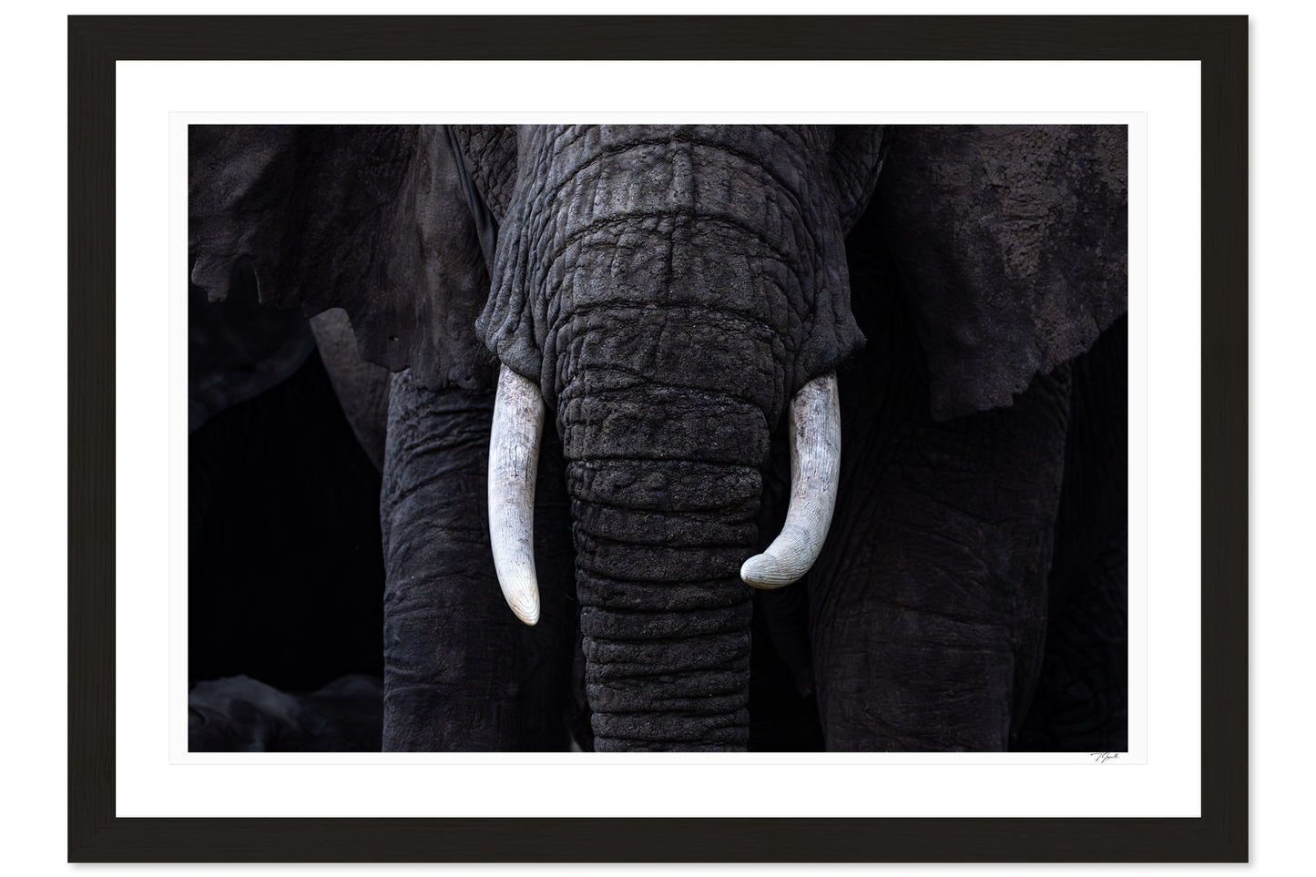 New Tusks