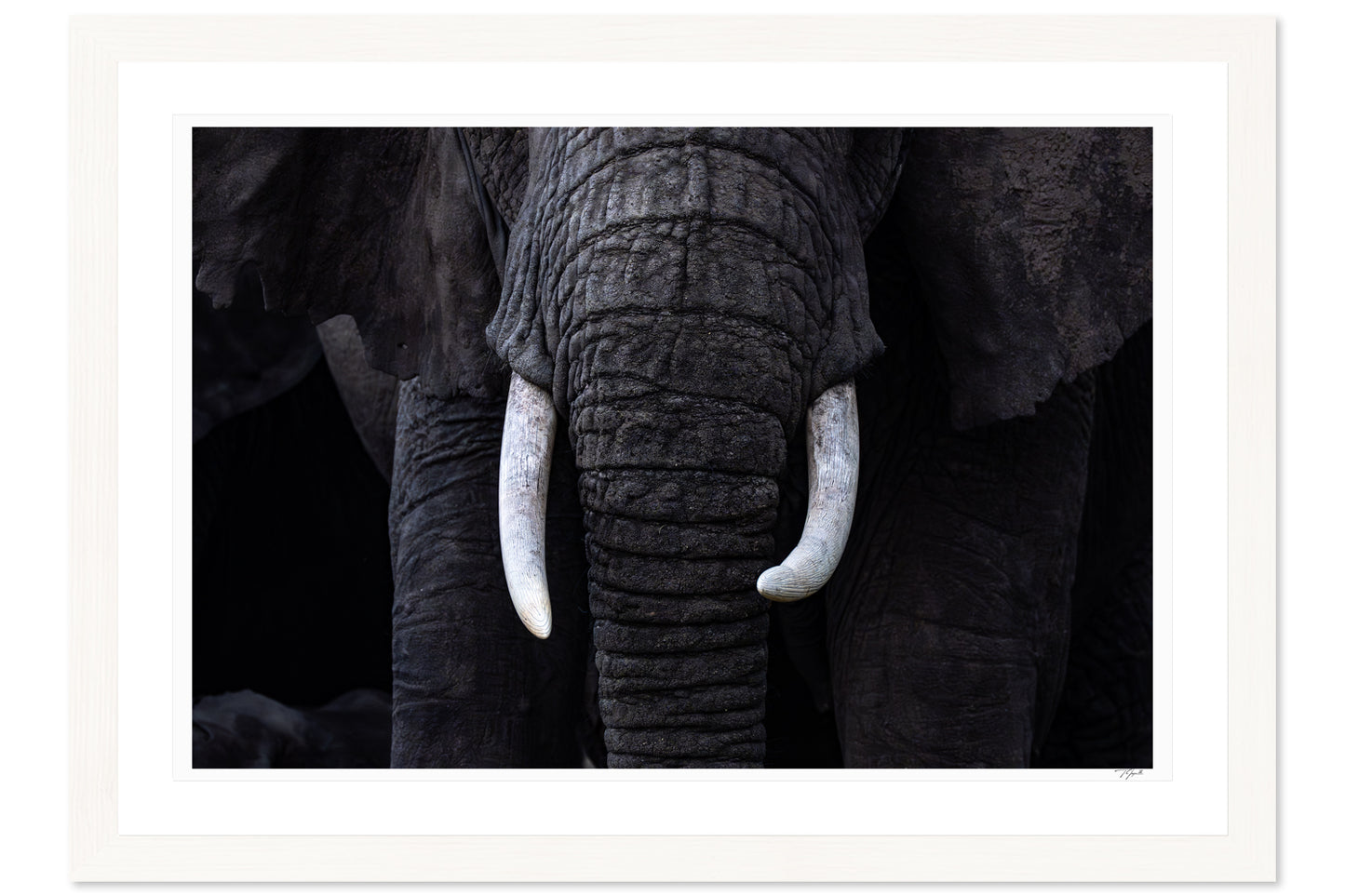 New Tusks
