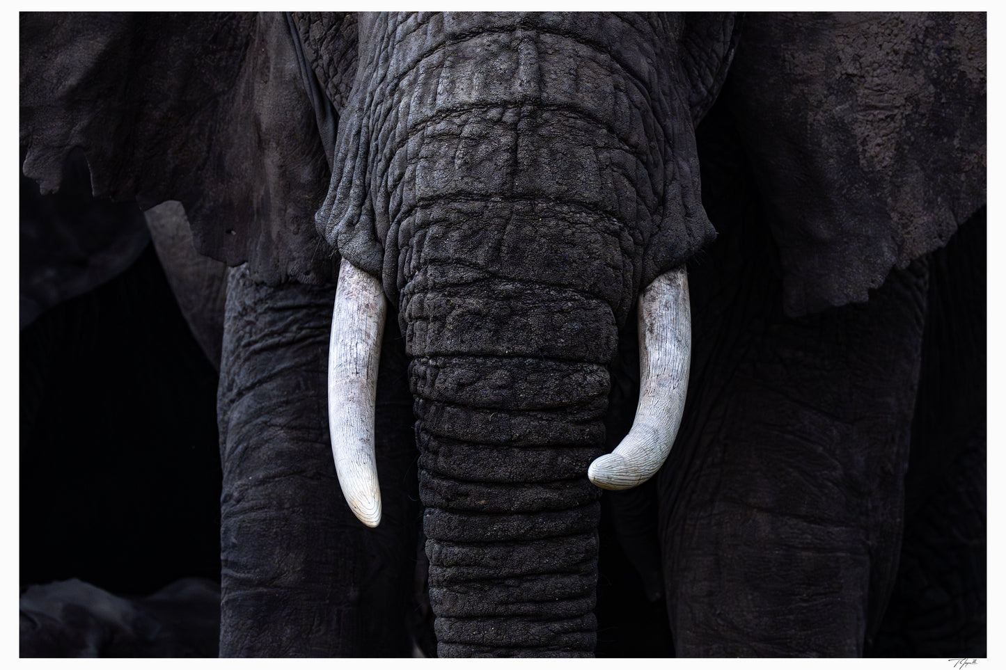 New Tusks