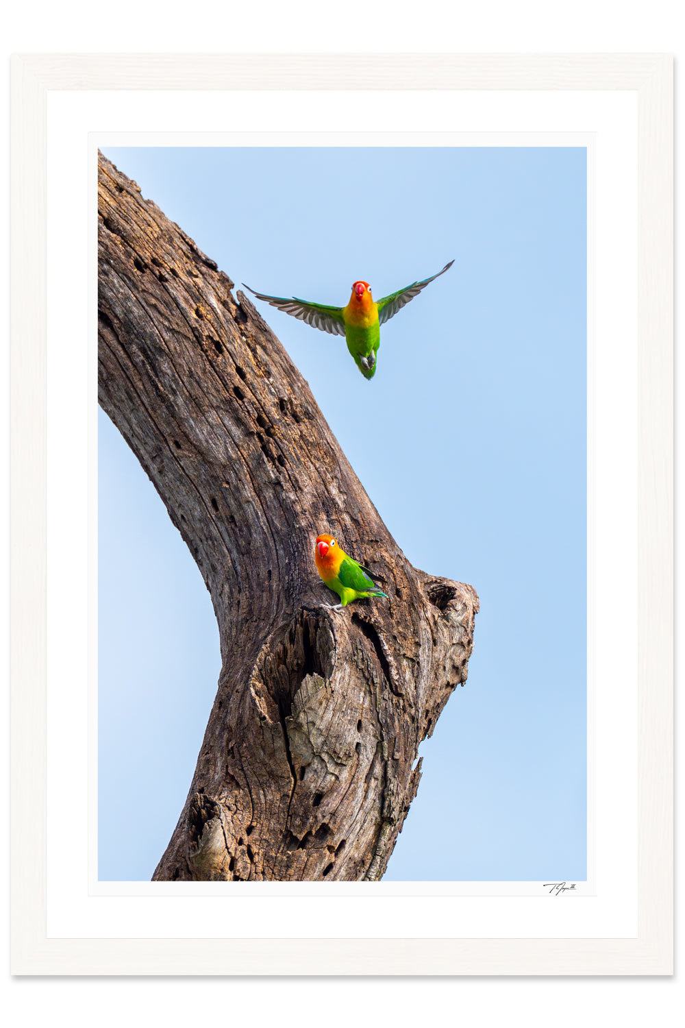 Love Birds