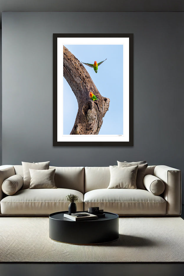 Love Birds
