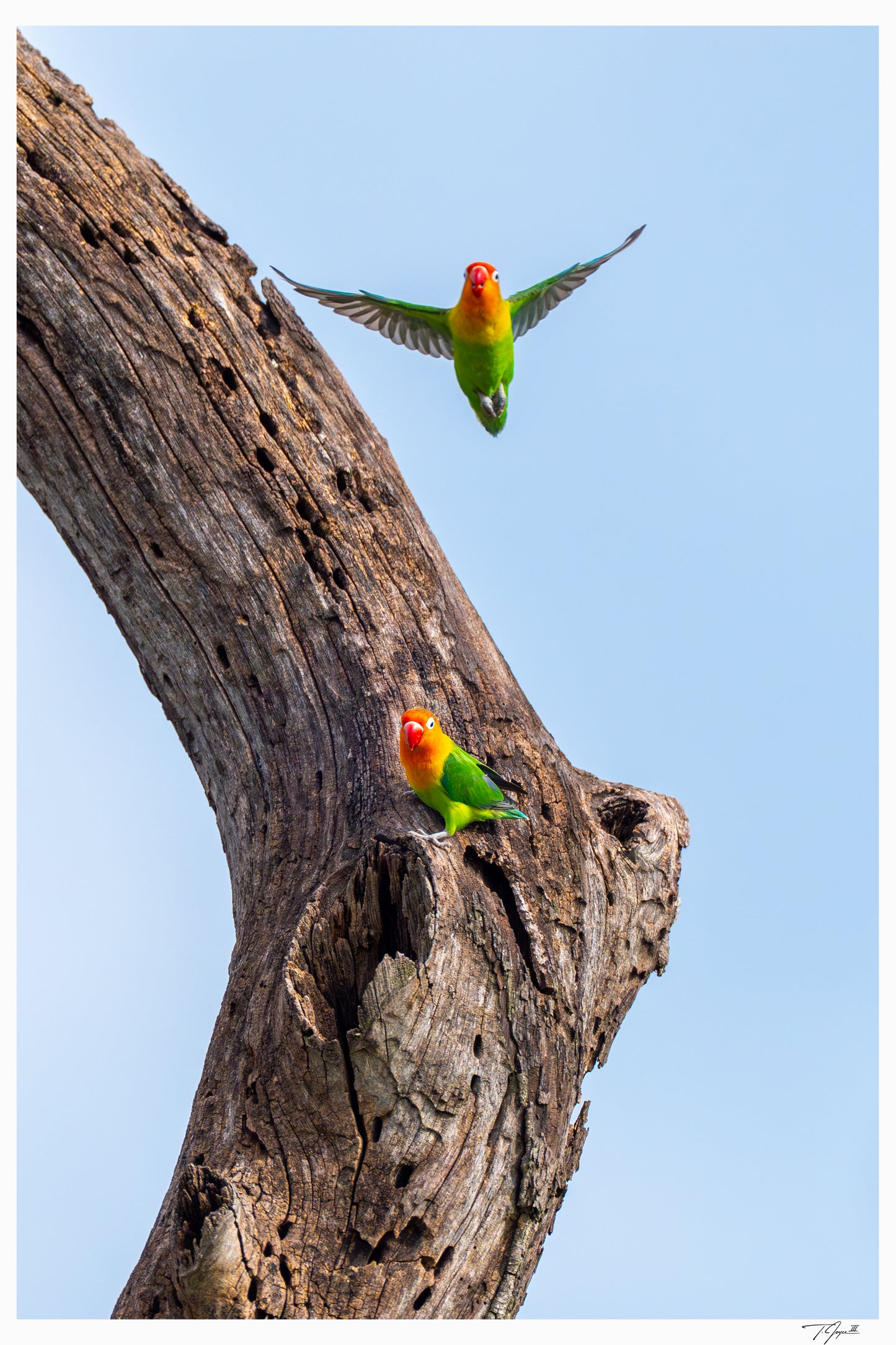 Love Birds