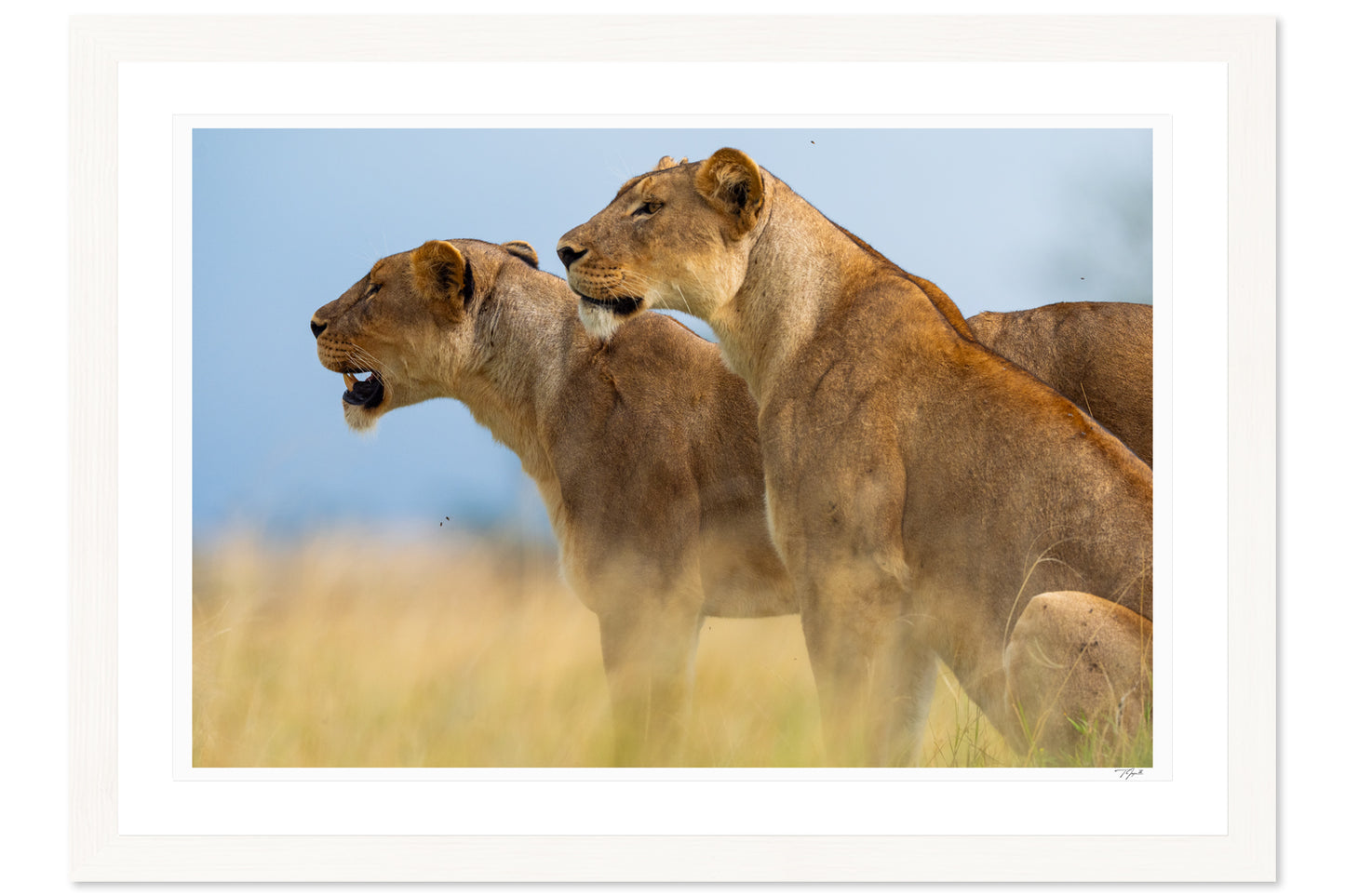 Lioness Sisters