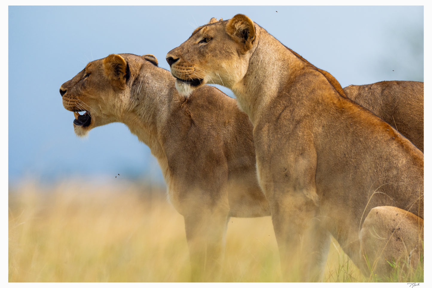 Lioness Sisters