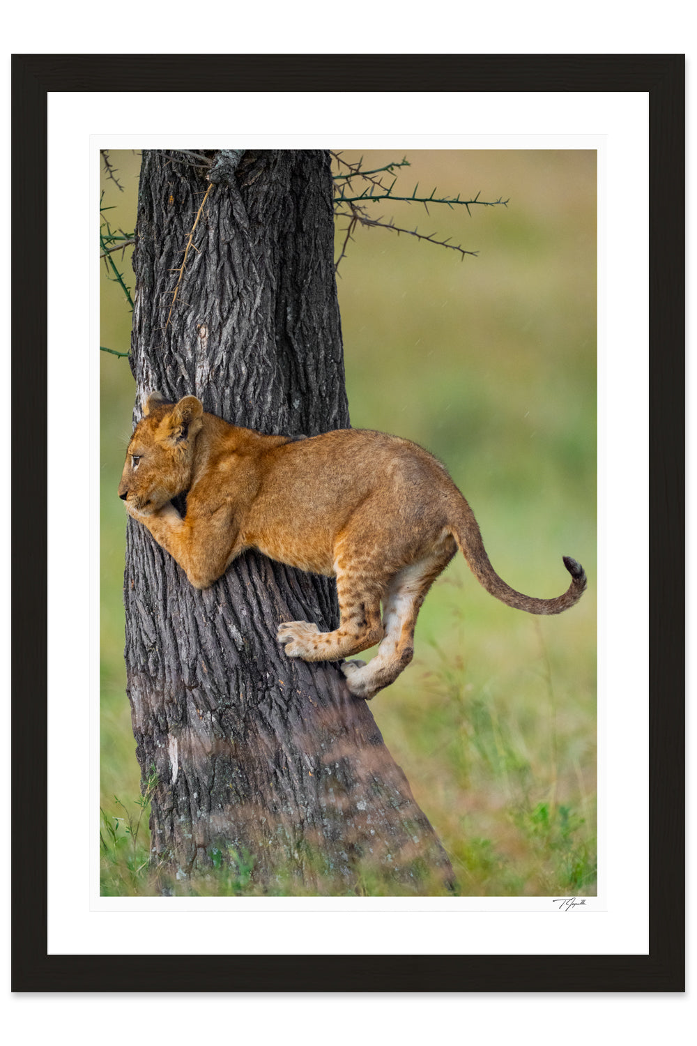 Cub Climbing