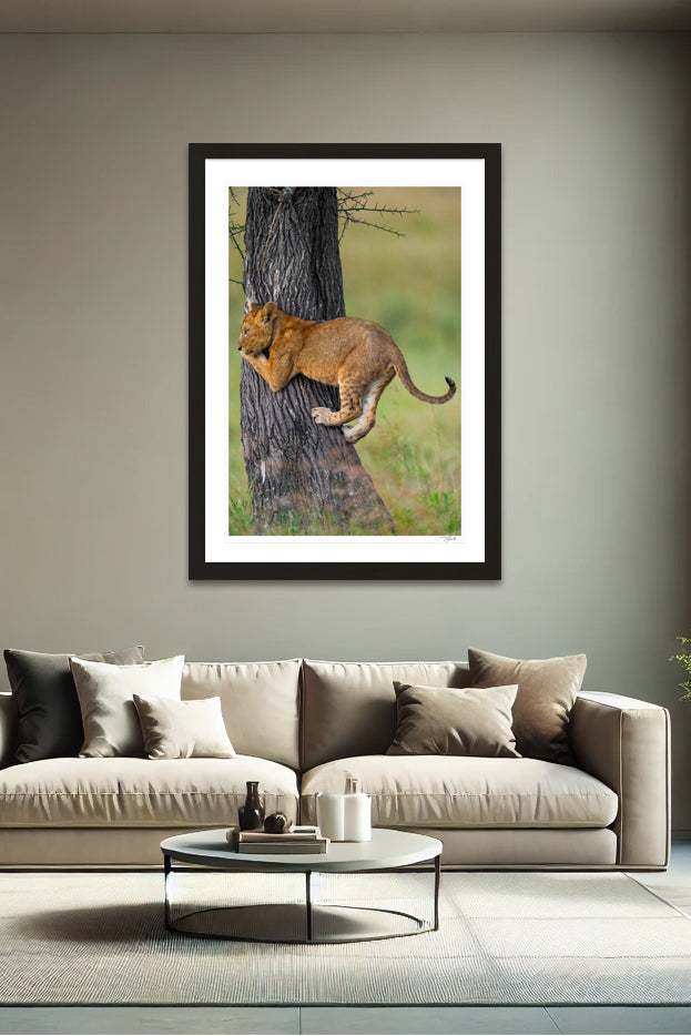 Cub Climbing