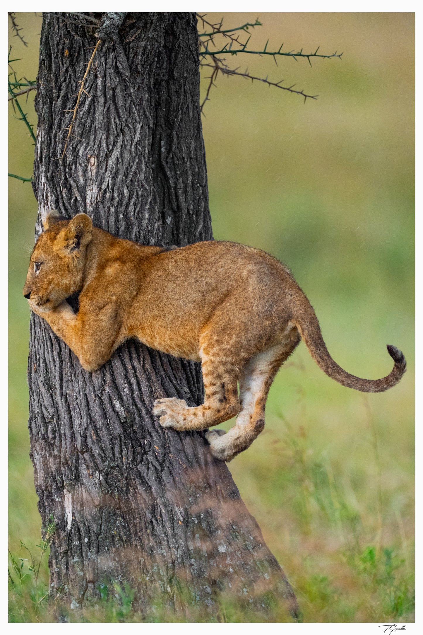 Cub Climbing