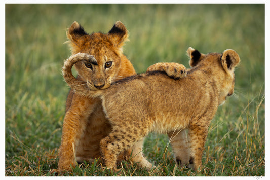 Lion Cub Curl