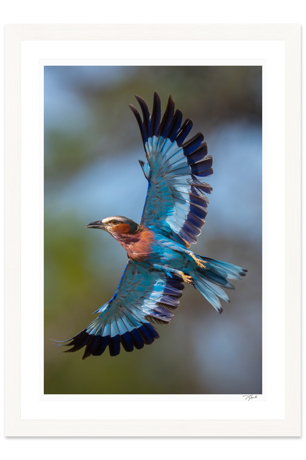 Roller Wings