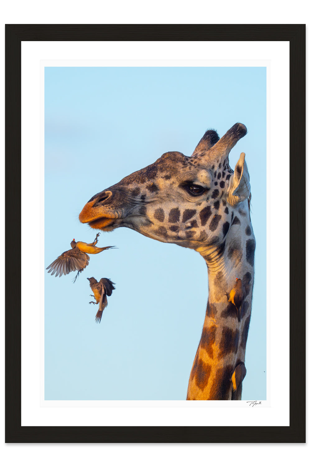 Oxpecker Inbound