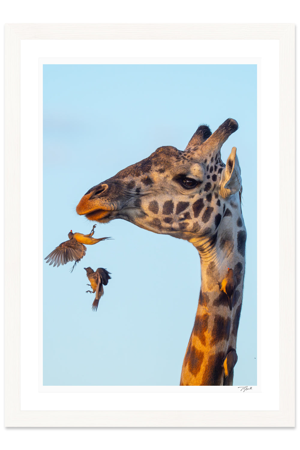 Oxpecker Inbound