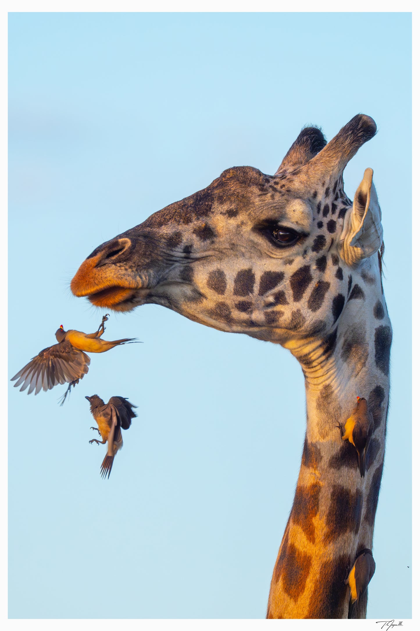 Oxpecker Inbound