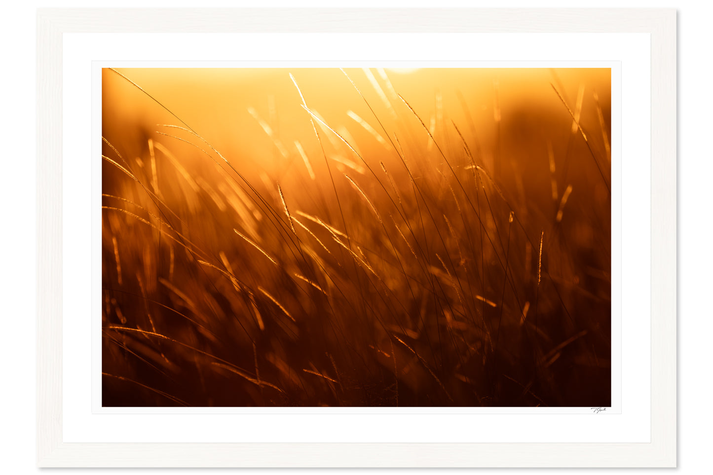 Golden Savannah