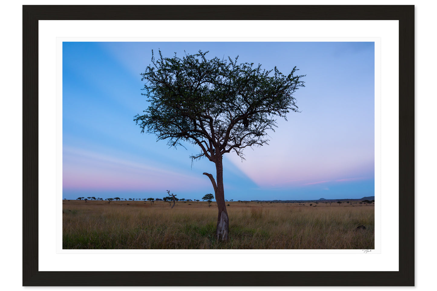 Serengeti Acacia