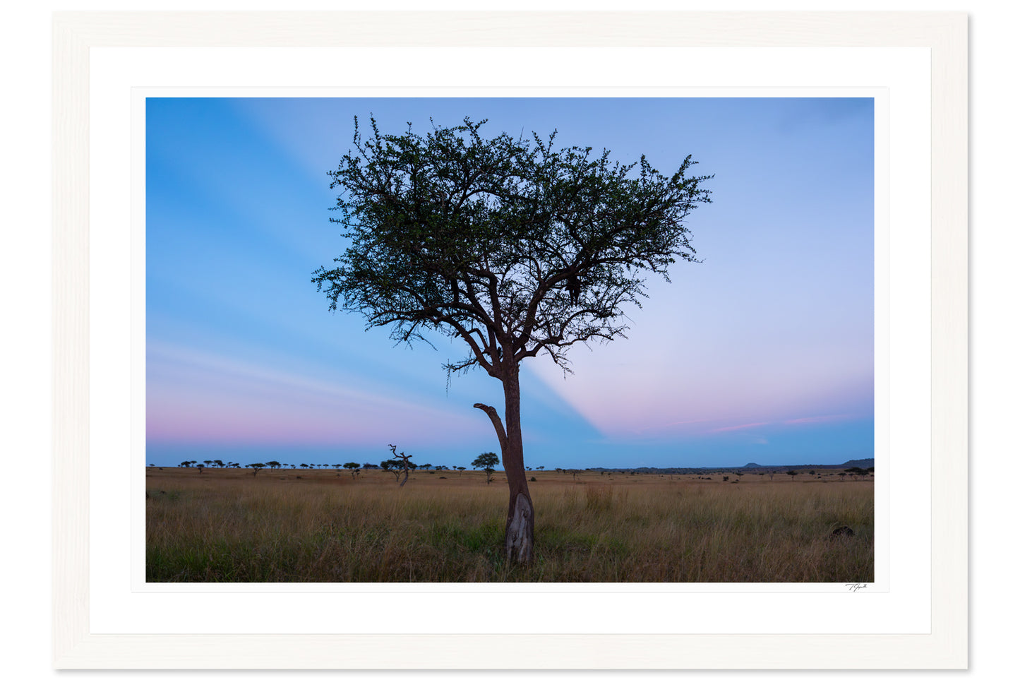 Serengeti Acacia