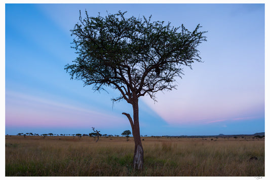 Serengeti Acacia