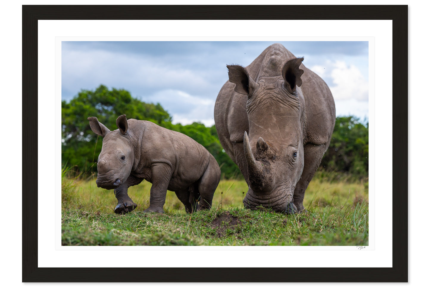 Maternal Rhino