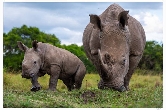 Maternal Rhino