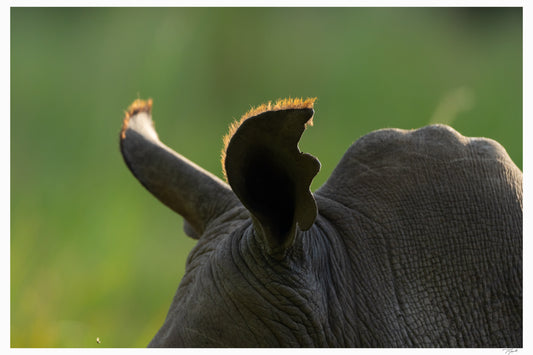Rhino Ears