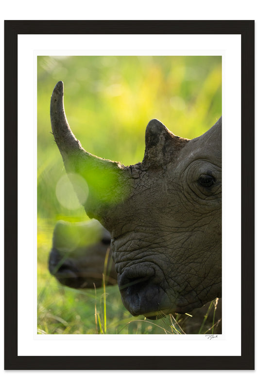Rhino Horn