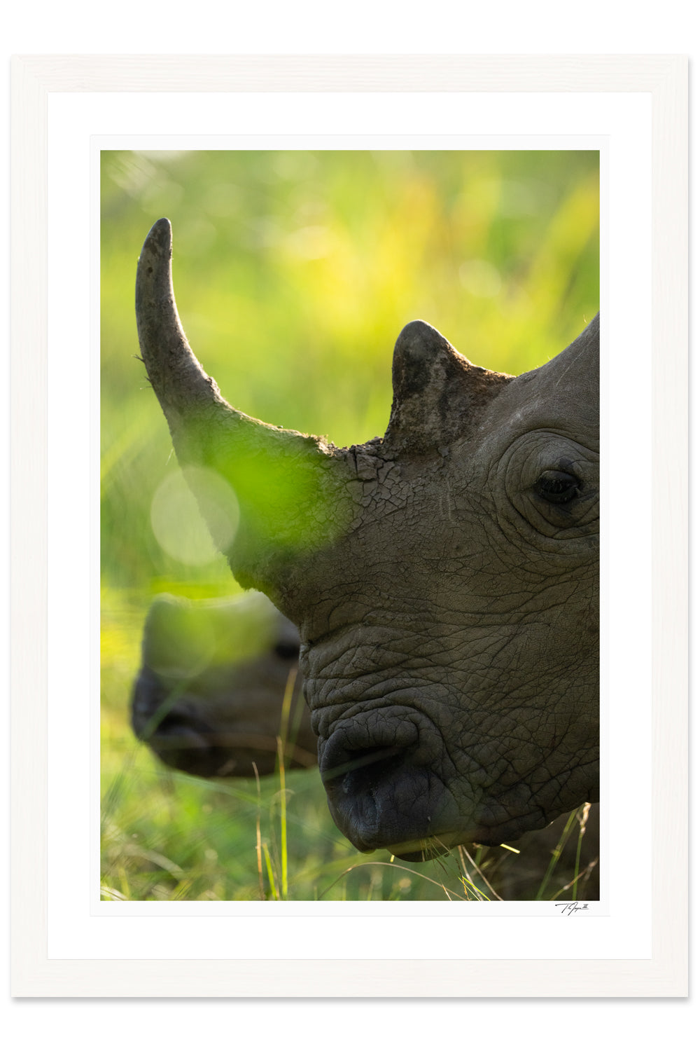 Rhino Horn