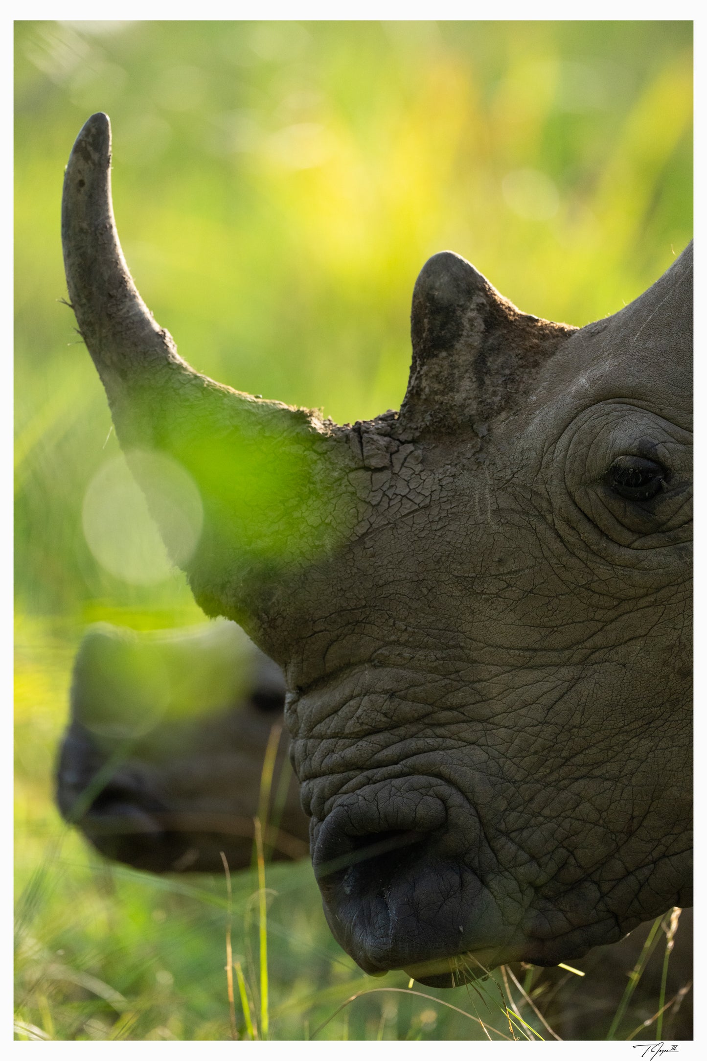 Rhino Horn