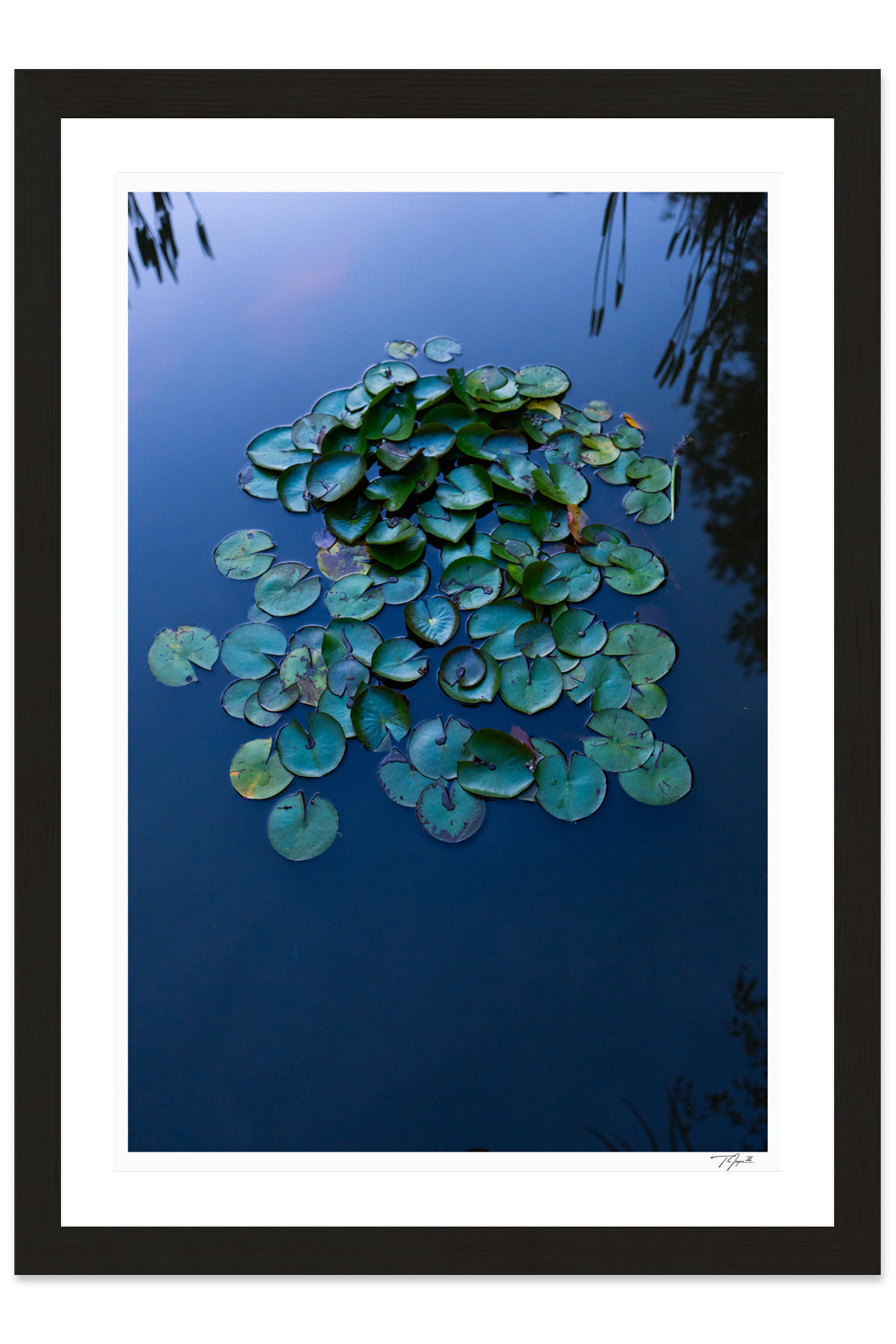 JTT #95538 Lily Pads 1-1/2 Wide O Scale, 9/pk JTT #95538 Lily Pads 1-1/2 Wide O Scale, 9/pk