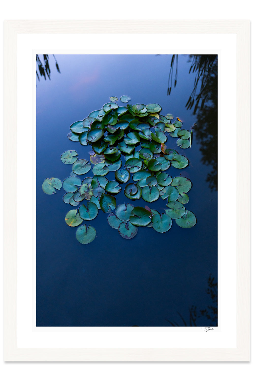Lily Pads