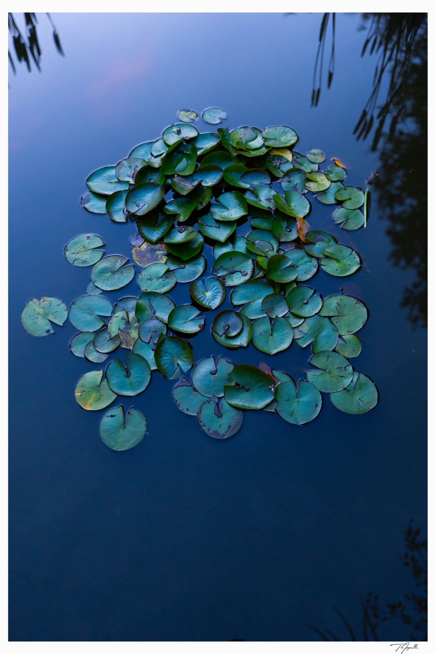 Lily Pads
